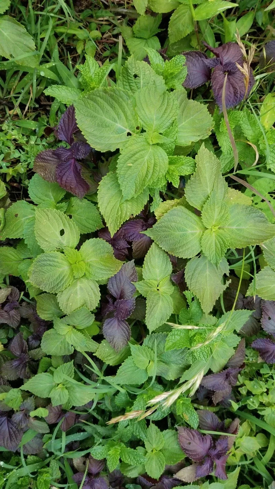 Shiso Perilla Plants Bundle - 12 Bare Roots + 12 Free Bonus - Perilla frutescens - Culinary Herb for Home Garden