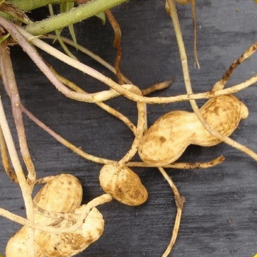 Virginia Jumbo Peanut Seeds - 30+ High-Quality Seeds for Planting - Arachis hypogaea - Non-GMO, Easy to Grow