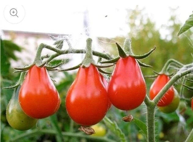 Red Pear Tomato Seeds - Heirloom Non-GMO Variety - Solanum lycopersicum - 25 Seeds per Packet - Flavorful Garden Tomatoes