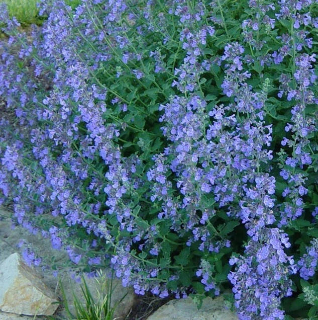 Catmint Seeds - 200 Heirloom Lavender Blue Perennial - Non-GMO Insect Repellent (Nepeta racemosa)