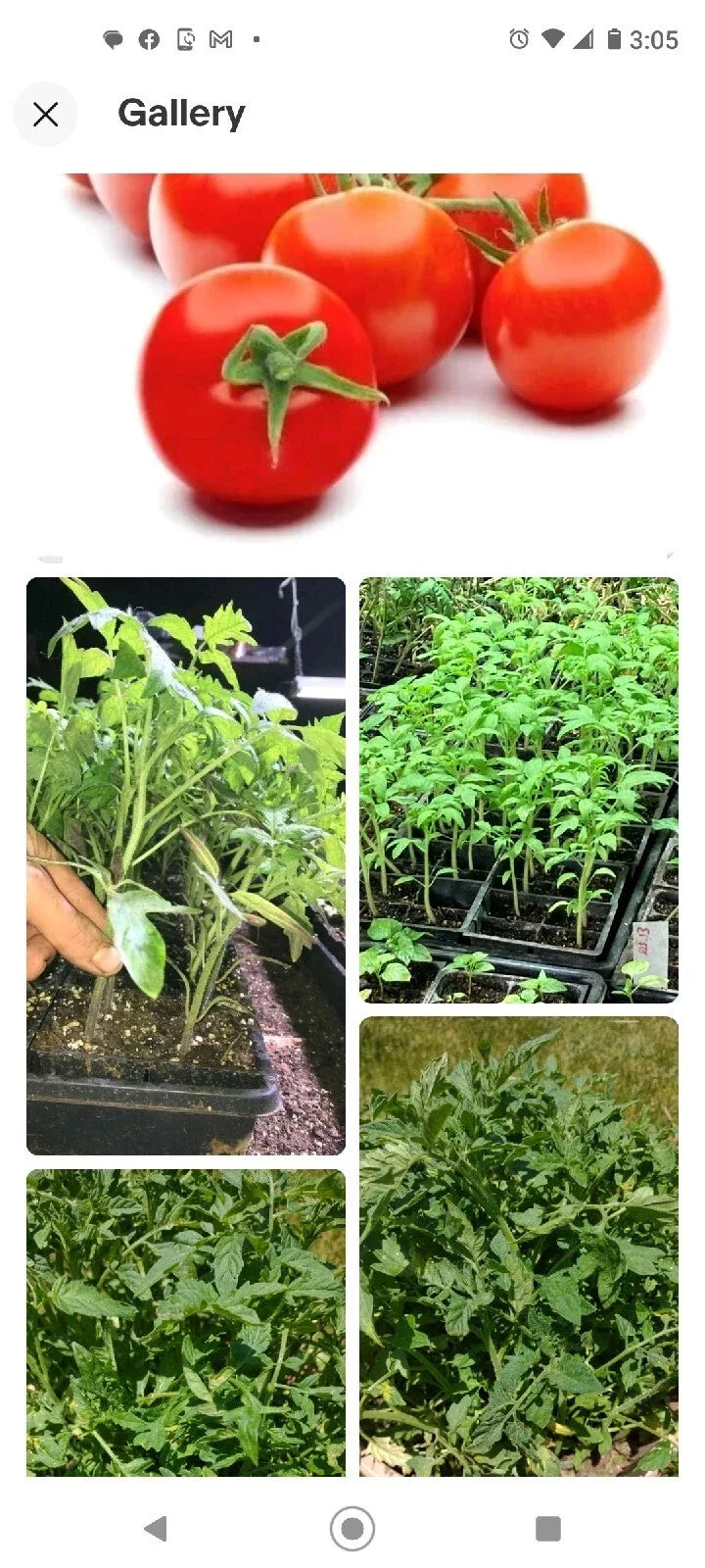 Tomato Seeds 50 Organic Non-GMO Campari Heirloom Vegetable Solanum lycopersicum - Indeterminate, Deep Red Fruit