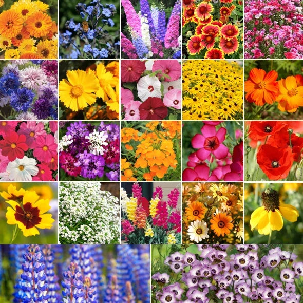 Pollinator Mix Flower Seeds - 22 Species Wildflower Blend for Birds, Bees, Butterflies - Non-GMO, Eco-friendly