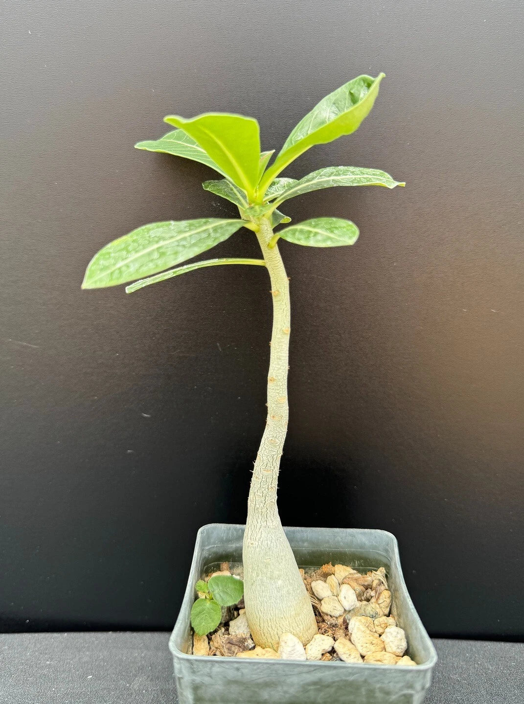Rare Succulent Plant in 2.5" Pot - Pink Flowering Adenium obesum 'Merrylynn's Pink' - Desert Rose for Indoor/Outdoor Gardening