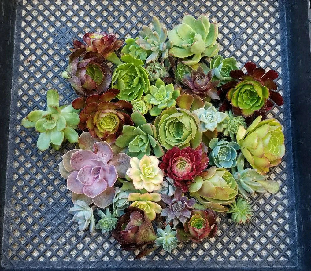 Succulent Cuttings Lot of 10 Rosette Echeveria, Aeoniums, Sempervivum - Perfect for Propagation and DIY Projects