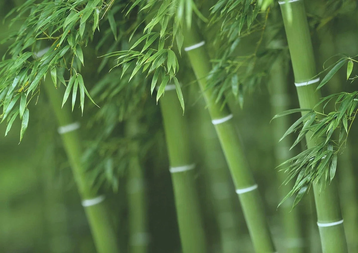 Bamboo Seeds 300+ Count - Fast Growing Exotic Variety - Phyllostachys spp - Ideal for Privacy and Windbreaks