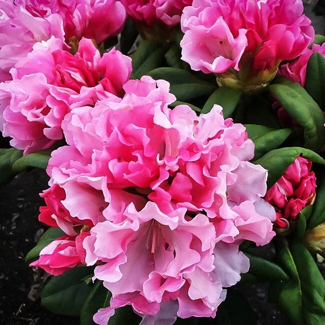 Rhododendron Starter Plant, Yaku Prince Variety, Well-Rooted, Dormant, Rhododendron spp., Ideal for Gardens & Containers
