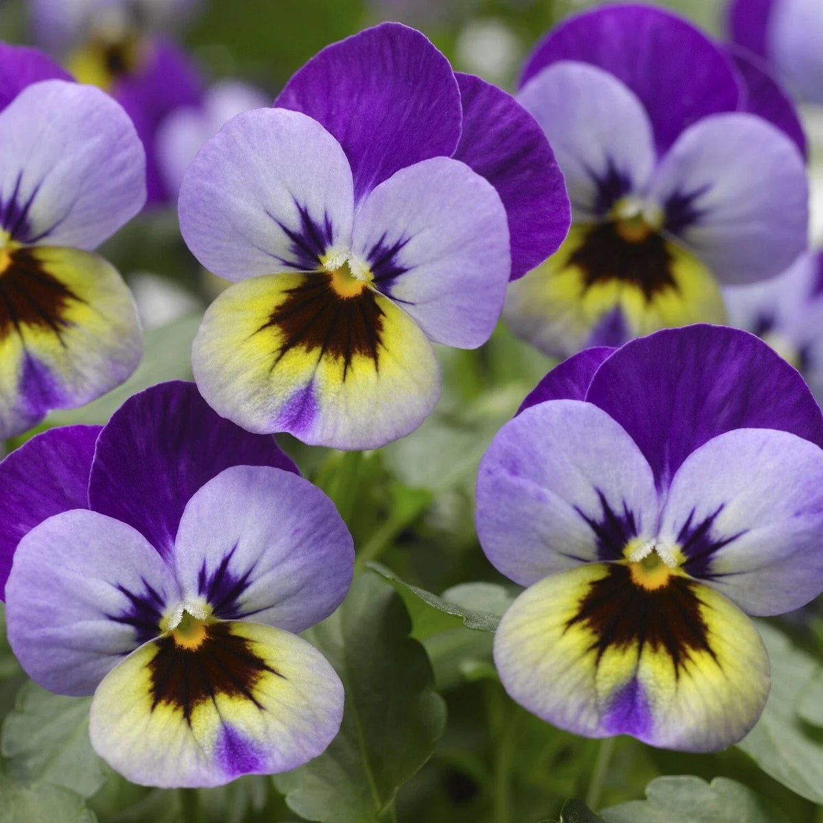 Viola Seeds 50 Pack - Violet Blue Scented Viola Deltini - Premium Flower Seeds for Garden Planting