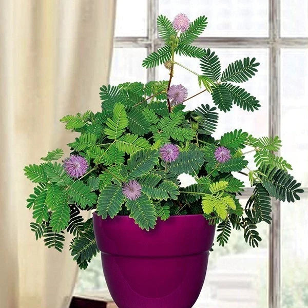 Dwarf Sensitive Plant Seeds - Mimosa pudica - Tropical Indoor Flower Tree Seeds - Pack of 20 for Gardening Enthusiasts