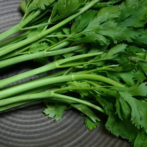 200 Conquistador Celery Seeds | Heirloom Non-GMO Organic Vegetable Seeds | Apium graveolens for Home Gardening