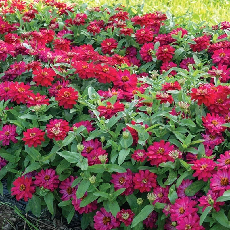 Zahara Double Cherry Zinnia Seeds - 100+ Pack - Bright Red Flowers - Zinnia elegans - USA Grown, Non-GMO