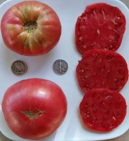 Heirloom Beefsteak Tomato Seeds - 25 Huge Pink Seeds - Solanum lycopersicum - Perfect for Gardeners - Fresh from 2024