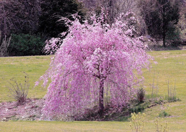 Weeping Purple Cherry Tree Seeds - 5 Pack - Prunus subhirtella 'Pendula' - Flowering Ornamental Garden Seeds