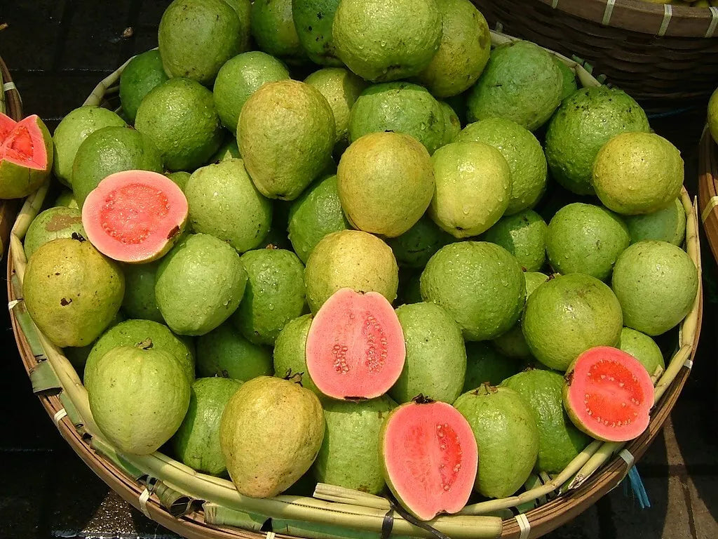 Pink Guava Seeds - 20 Pack - Psidium guajava - Tropical Fruit Seeds for Home Garden
