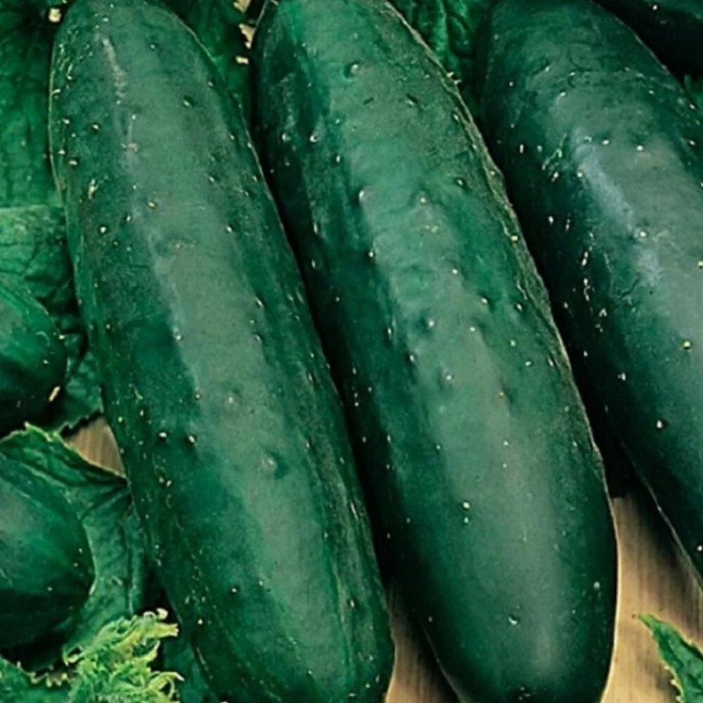 Marketmore 76 Cucumber Seeds | Non-GMO Heirloom Vegetable Seeds | Cucumis sativus | High-Yield, Crisp Flavor