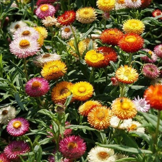 Dried Strawflower Seeds 500 Count Dwarf Mixed Colors Non-GMO Helichrysum bracteatum for Cut Flowers and Bouquets