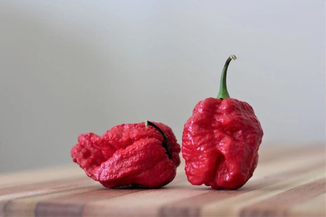 7 Pot Red Brain Strain Pepper Seeds - 15 Premium Seeds - Capsicum chinense - Extremely Hot Chili for Garden & Culinary Use
