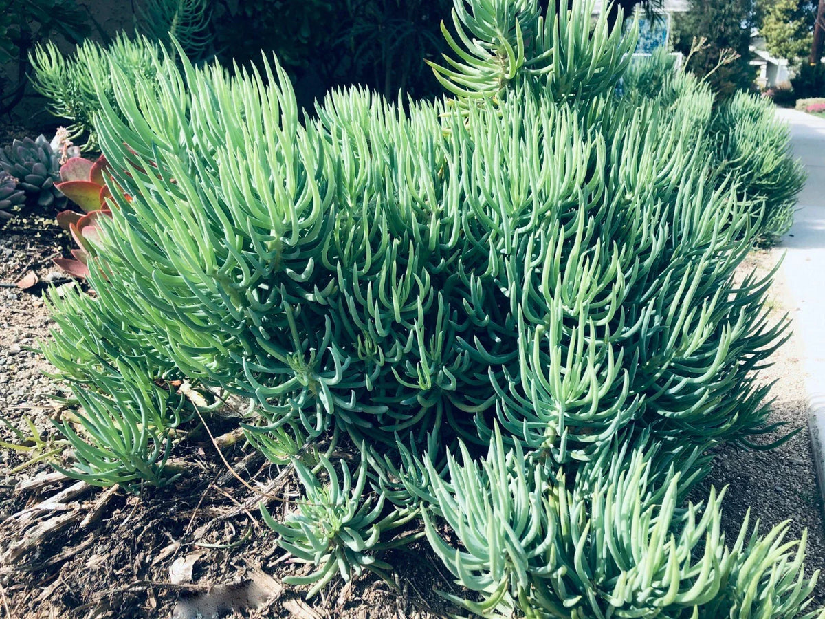 Senecio Vitalis Blue Serpents Succulent Cuttings - 6" Indoor/Outdoor Plant Sticks - 9 Pack for Garden Decor