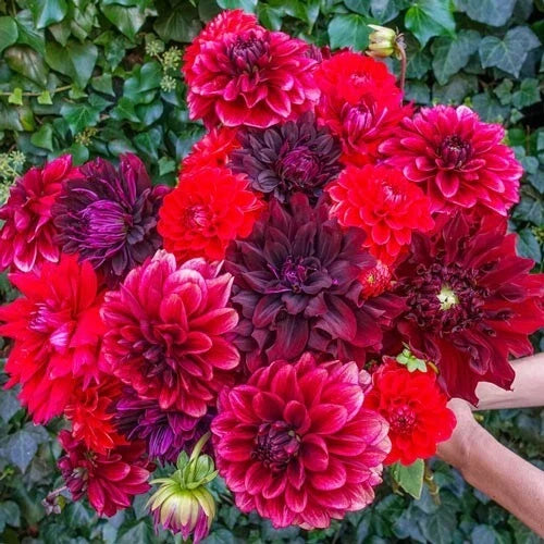 25 Dahlia Seeds - Stark Raving Red - Perennial Flower - Dahlia pinnata - Bold Red Blooms for Gardens & Floral Arrangements