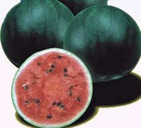 Watermelon Seeds 500 Count Sugar Baby Heirloom Non-GMO Citrullus lanatus - Sweet Juicy Compact Vines for Small Gardens