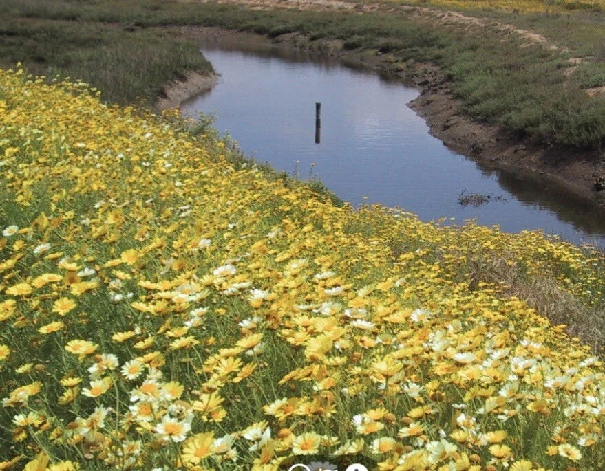 Garland Daisy Flower Seeds 2000+ Pack - Bright Yellow Blooms - Bellis perennis - Non-GMO, Easy to Grow, Free USA Shipping