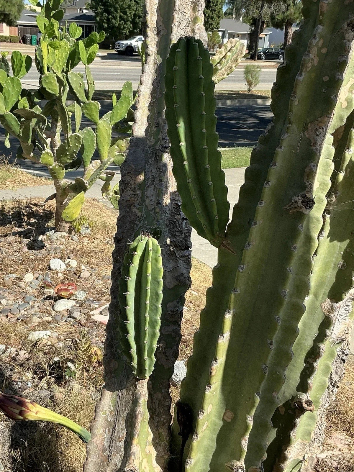 Lot of 2 Peruvian Apple Cereus Cactus Cuttings, No Roots, Cereus repandus, Indoor/Outdoor Propagation Plants