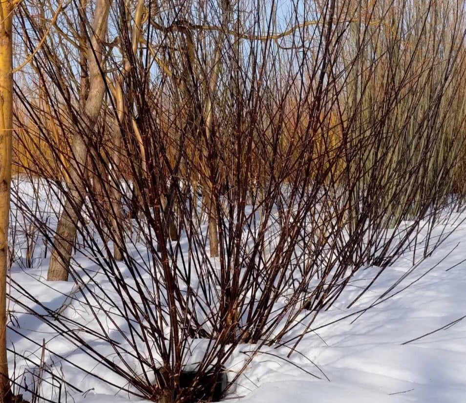 Blackskin Willow Cuttings - 2 Rare Black Branches - Salix myrsinifolia - Unique Garden Plants for Landscape Design