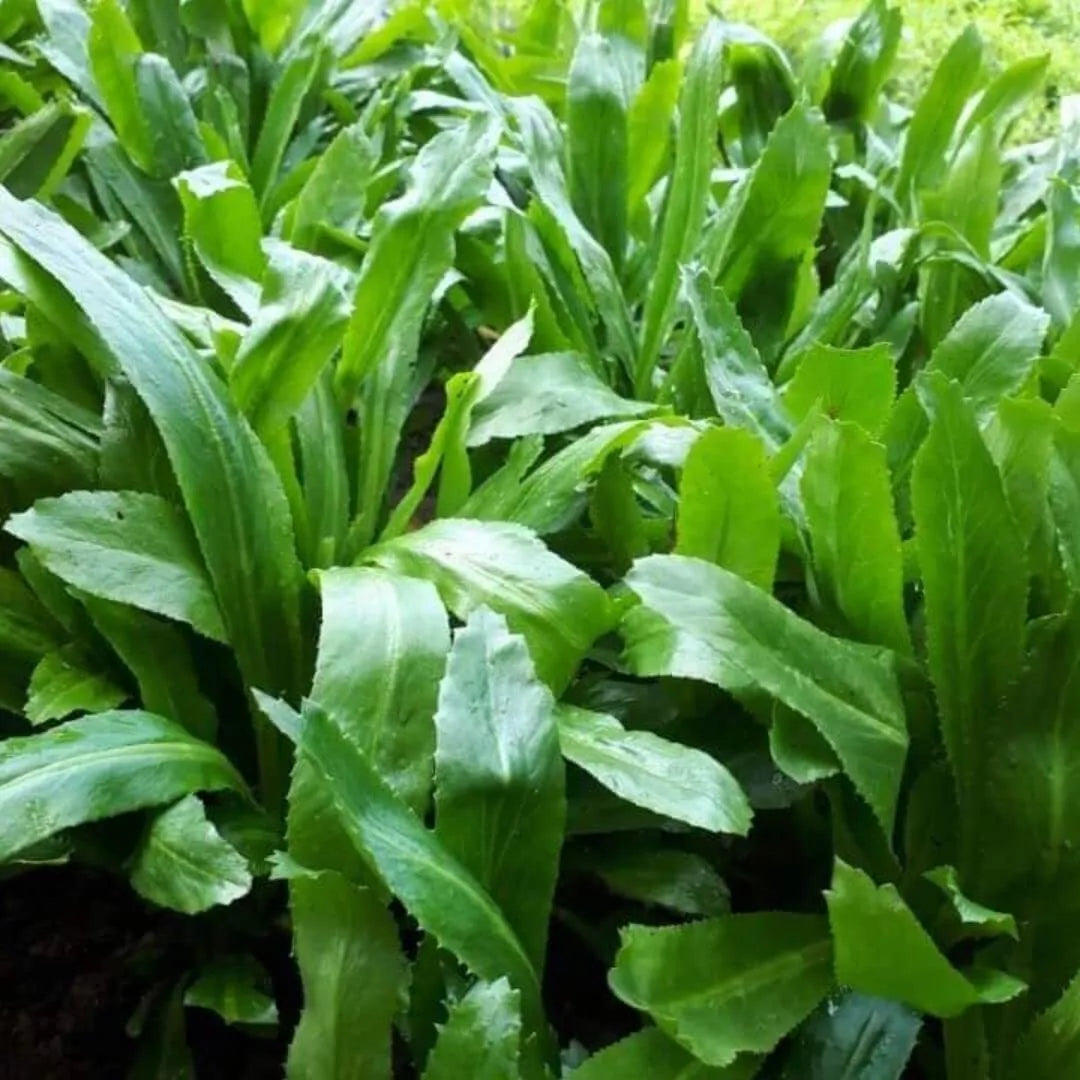 Culantro Seeds 500 Count - Stinkweed, Duck-Tongue Herb, Sawtooth - Eryngium foetidum, Aromatic Culinary Herb for Gardens