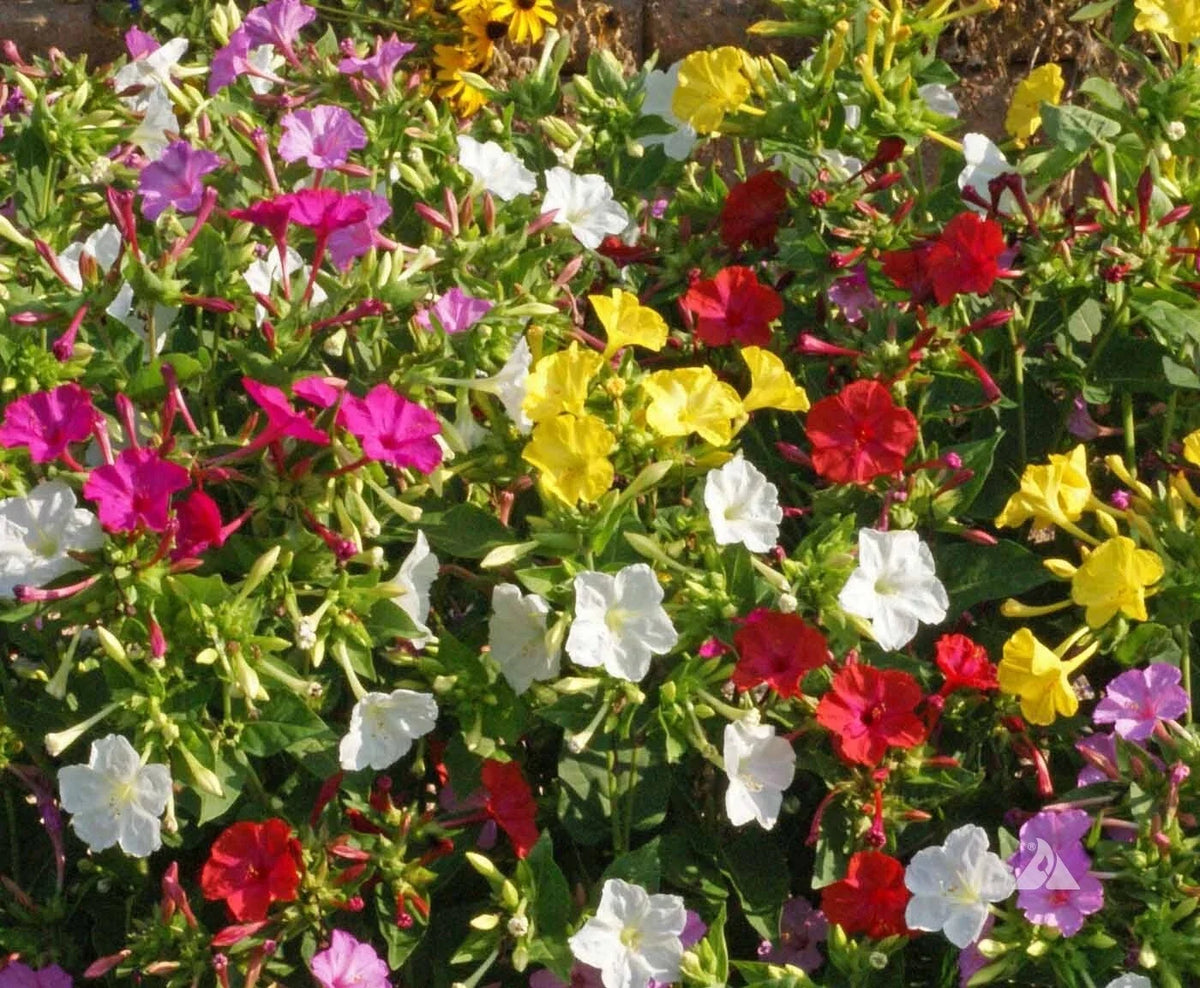 4 O'Clock Seeds Choice Mix, 30+ Non-GMO Heirloom Seeds, Mirabilis jalapa, Colorful Blooms, USA Grown