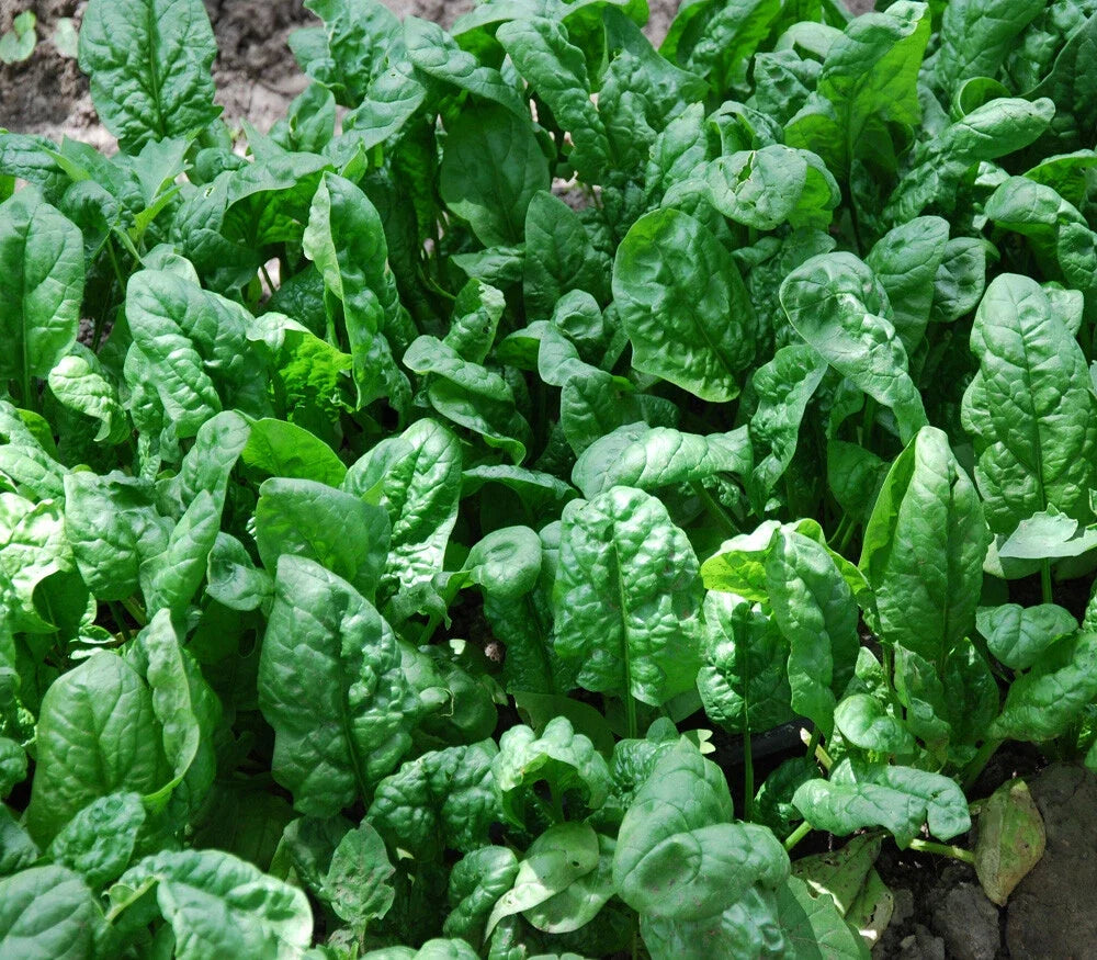 Giant Noble Spinach Seeds - 100+ Count Non-GMO Vegetable Garden Seeds - Spinacia oleracea - USA Grown
