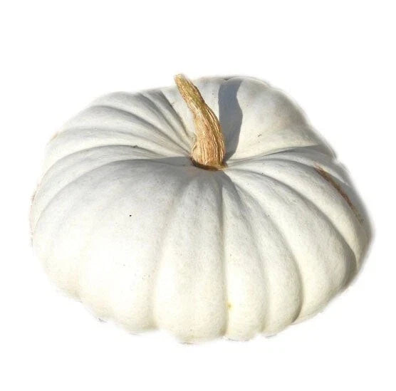 White Flat Boer Pumpkin Seeds - 20 Heirloom Seeds for Planting - Cucurbita pepo - Non-GMO, Unique Flat Shape, Culinary Use
