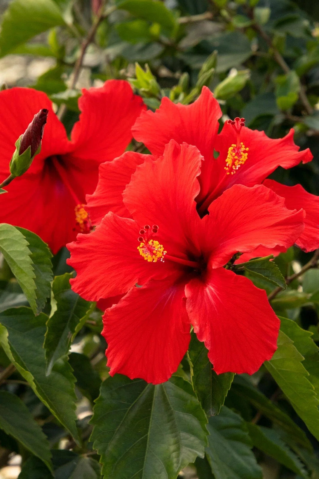 Hibiscus Plant Starter 3-5" Red President Variety, Hibiscus rosa-sinensis, Tropical Flowering Perennial for Indoor/Outdoor