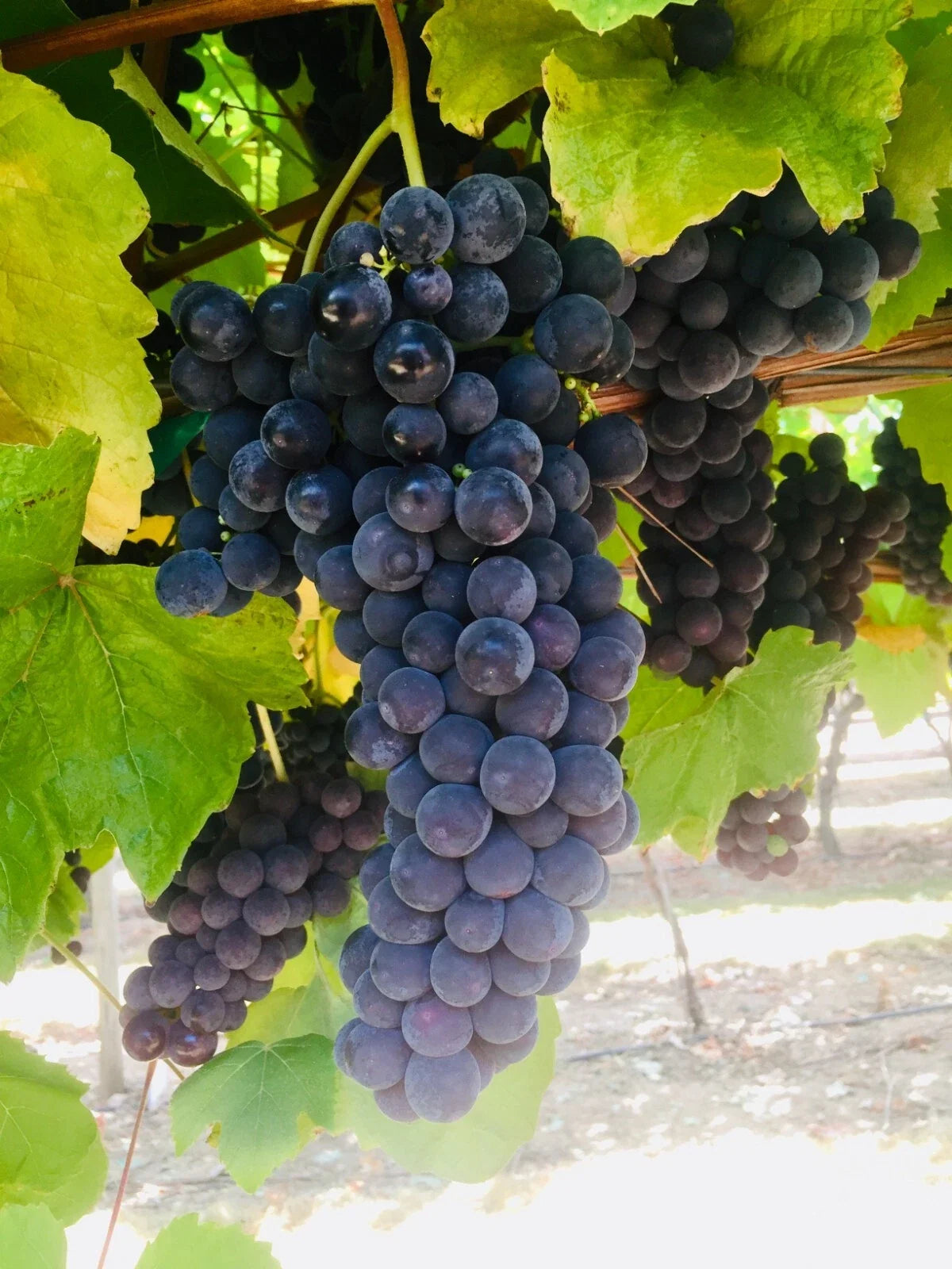 Thomcord Seedless Table Grape Cuttings - 5pcs - Vitis labrusca - Easy to Grow for Home Gardens and Vineyards