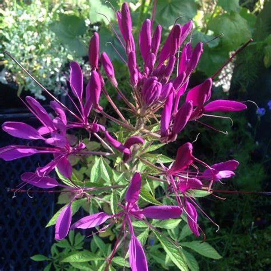 Bright Purple Spider Seeds - 100 Pack - Clome Spinosa Perennial - US Seller - Vibrant Flower Seeds for Garden