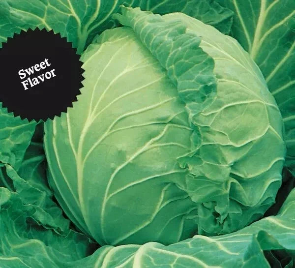 Cabbage Seeds 1000+ Heirloom Copenhagen Market Non-GMO Brassica oleracea for Home Gardening and High Yields