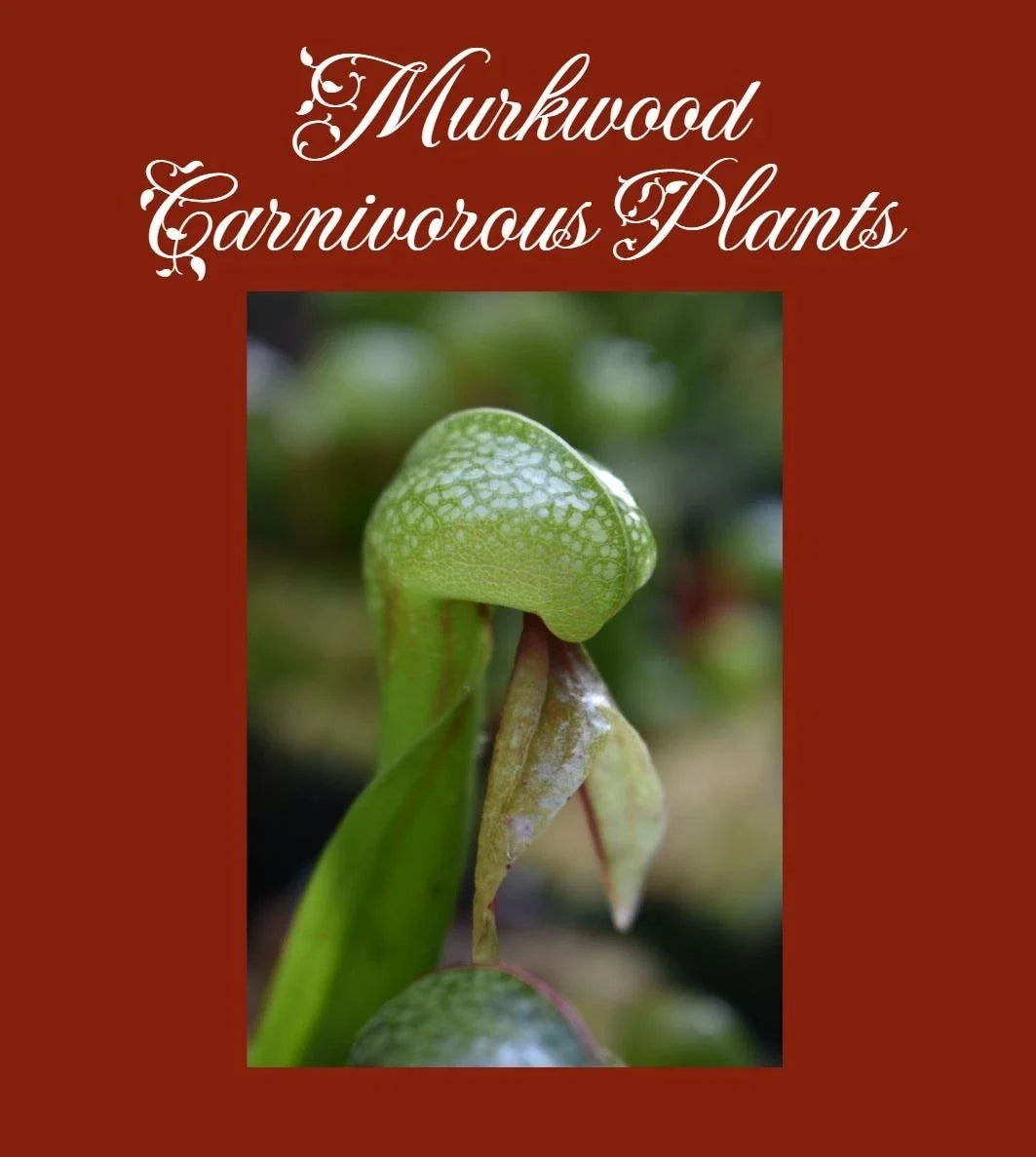 Cobra Lily Plant - Live 4-Inch Carnivorous Pitcher Plant - Darlingtonia californica - Exotic Home Garden Decoration
