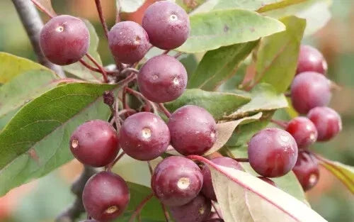 Profusion Crabapple Seeds - 25+ Premium Malus 'Profusion' Seeds for Garden Planting - Vibrant Pink Flowers - USA
