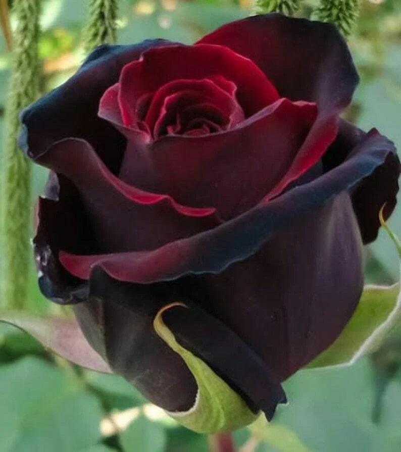 Red Black Rose Seeds - 10 Perennial Flowering Seeds for Garden - Rosa spp. - Deep Red Black Blooms, Attracts Pollinators