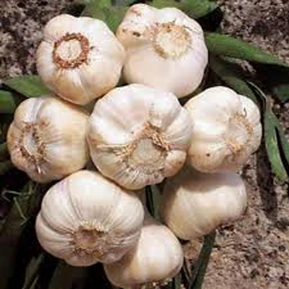 Fresh Garlic Bulbs 12 Ounces California Softneck Allium sativum for Planting & Growing