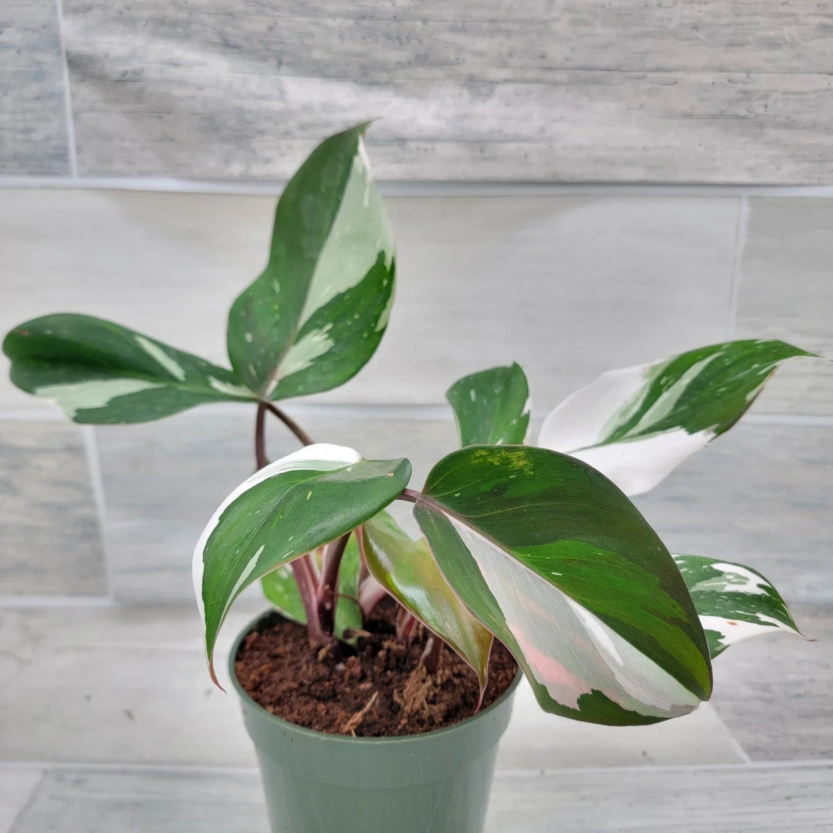Philodendron White Knight Plant – 4” Pot – Rare Variegated Aroid – Philodendron 'White Knight' – Healthy Rooted Indoor Plant