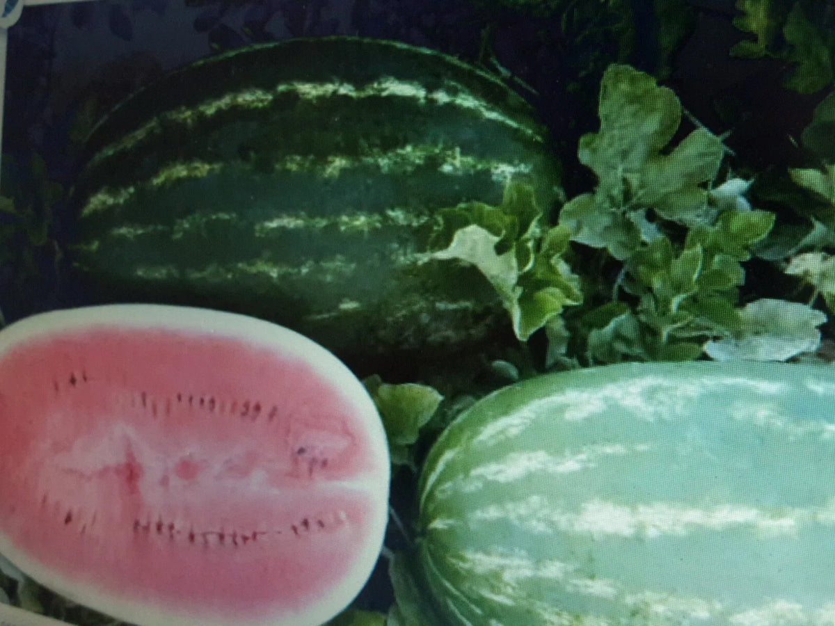 Large Watermelon Seeds 36 Count - Sweet Variety Citrullus lanatus for Home Gardening