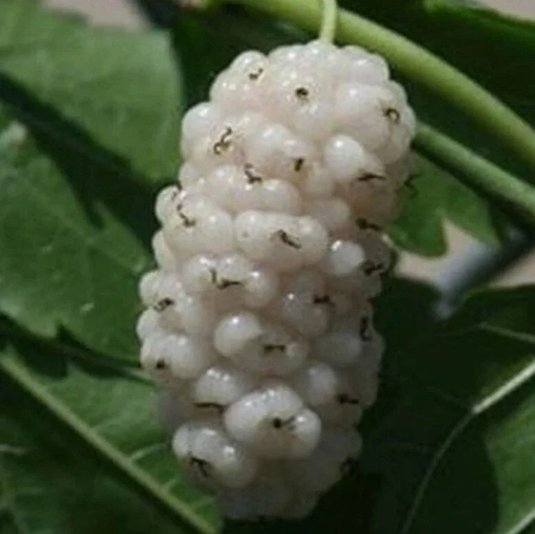 White Mulberry Cuttings 6-8" Organic Morus alba Cold Hardy Tree - 10 Pack for Home Garden and Orchard