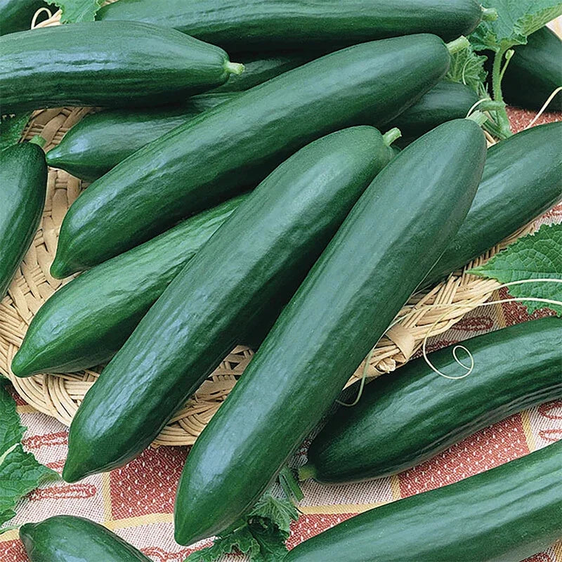 Cucumber Seeds | Heirloom Non-GMO | Tendergreen Burpless | Cucumis sativus | 25 Seeds per Packet