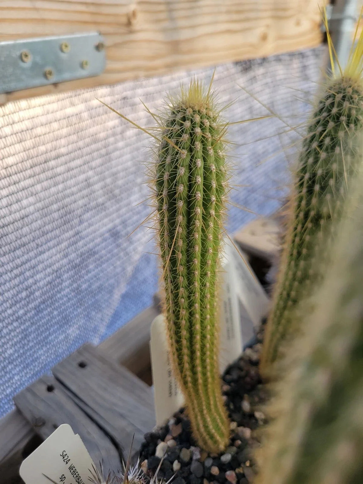 Weberbauerocereus albus Cactus - 6" White Spine Succulent Plant - Rare Desert Collection - Potted Cactus for Garden