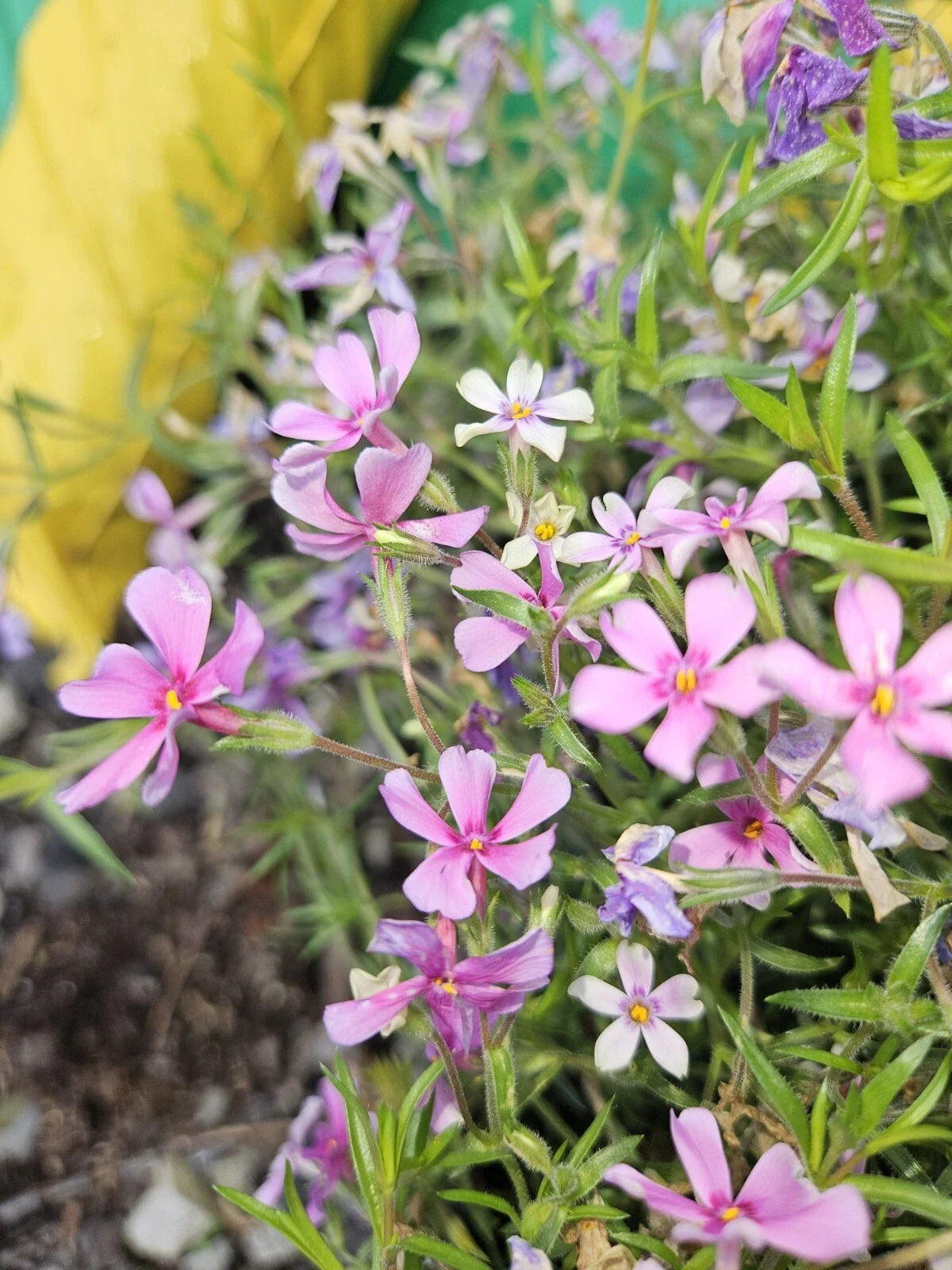 Creeping Phlox Plant - 1 Bare Root - Vibrant Pink Perennial - Phlox subulata - Ground Cover for Full Sun Gardens