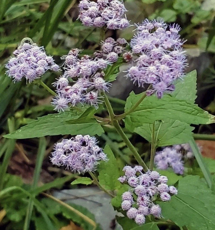 Blue Mistflower Bare Root Plants - 6 Organic Pollinator-Friendly Conoclinium coelestinum - Native Blue Flowers for Garden Design