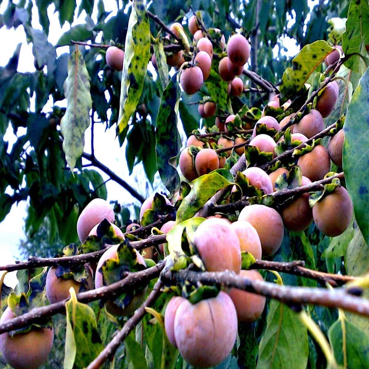 Date Plum Fruit Tree Seeds - Mediterranean Persimmon, Diospyros Lotus, Edible Fruits for Home Garden, Hardy Tree Seeds
