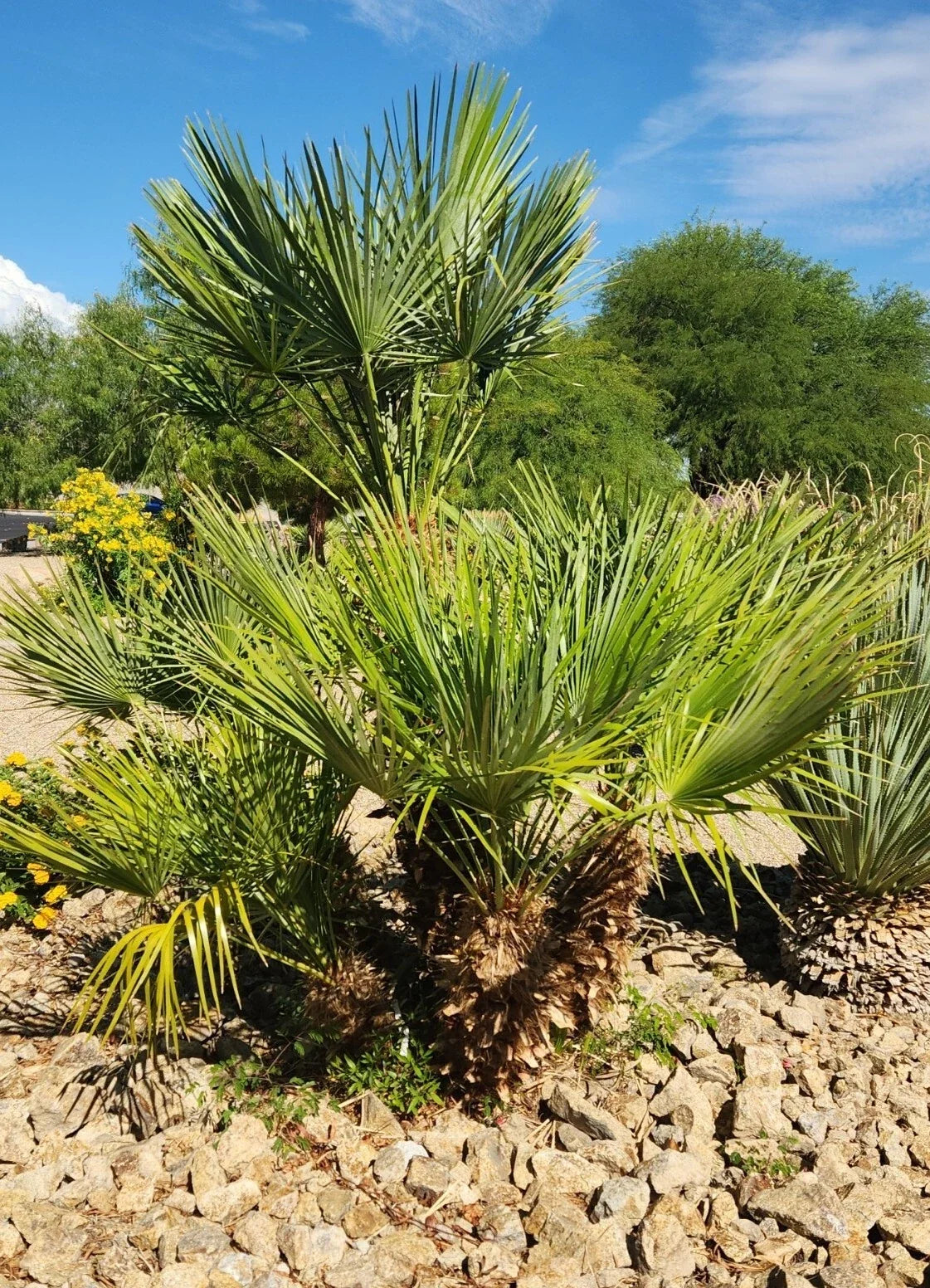 Mediterranean Fan Palm Seeds - 10 European Fan Palm Seeds, Chamaerops Humilis, Tropical Garden Plant, Drought-Tolerant