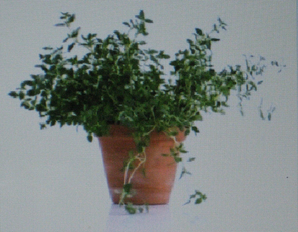Thyme Herb Seeds - 100 Seeds - Culinary Gourmet - Thymus vulgaris - Non-GMO, Easy to Grow, Perennial Herb for Garden
