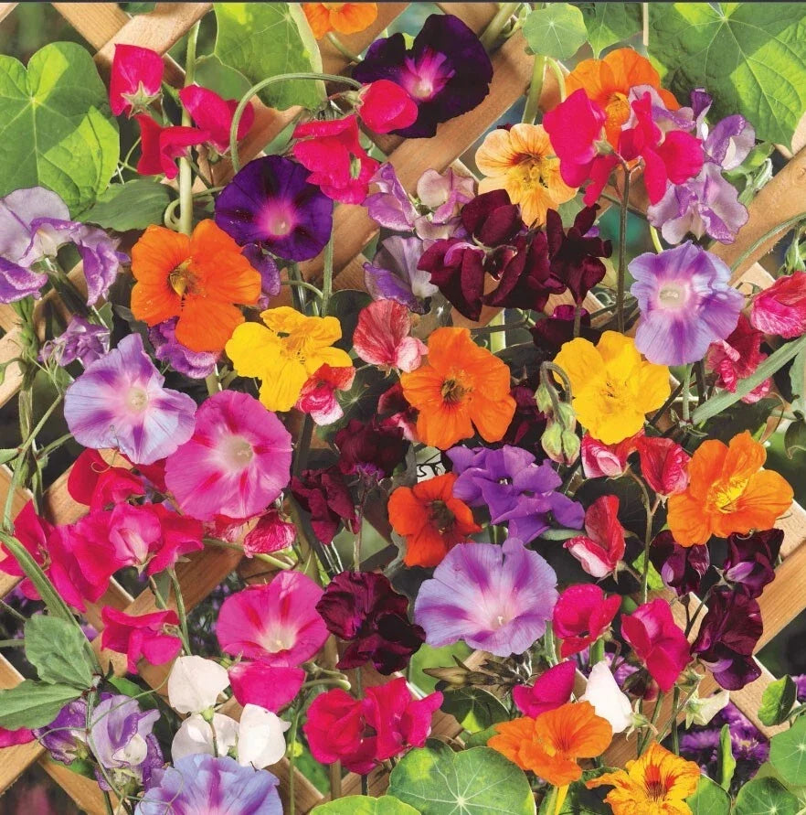Climbing Vine Mix Seeds - 150 Count - Colorful Climbers for Trellises & Arbors - Various Species - Garden Vertical Growth