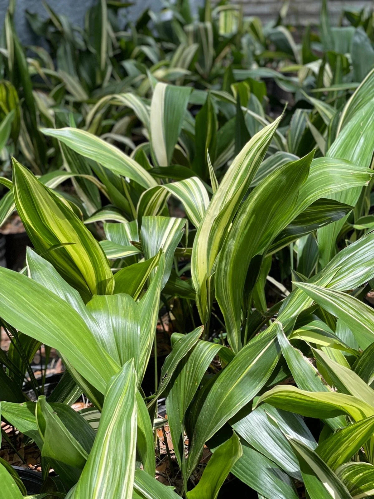 Variegated Aspidistra Plants - Set of 5 - Hardy Cast Iron Plant - Aspidistra elatior - Indoor Outdoor Air Purifier
